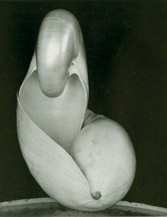 Edward Weston, Shell, 1927
Silver Gelatin Print, 9 1/2 x 7 1/2 inches