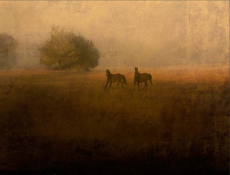 Jack Spencer, Two Wild Horses, Cumberland Island, GA, 2007
Archival Pigment Print with Mixed Media Glaze, 36 x 49 1/8 inches