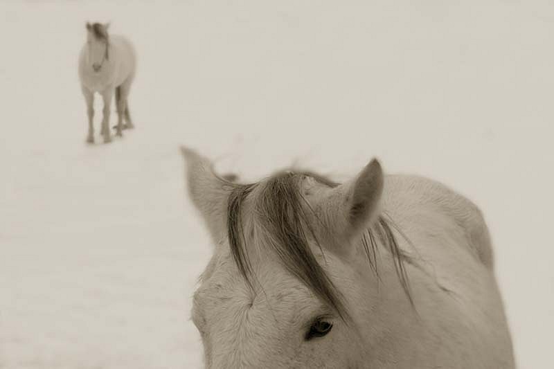 Jack Spencer, Snow Ponies, Truchas, New Mexico, 2006
Archival Pigment Printe with Mixed Media Glaze, 35 5/8 x 53 1/4 inches