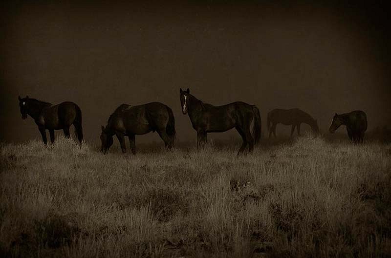 Jack Spencer, Wild Horses, Green River, Wyoming, 2007
Archival Pigment Print, 36 x 52 inches