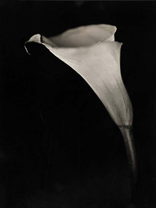 Chuck Close, Calla Lily, 2007
Archival Pigment Print, 32 x 26 inches