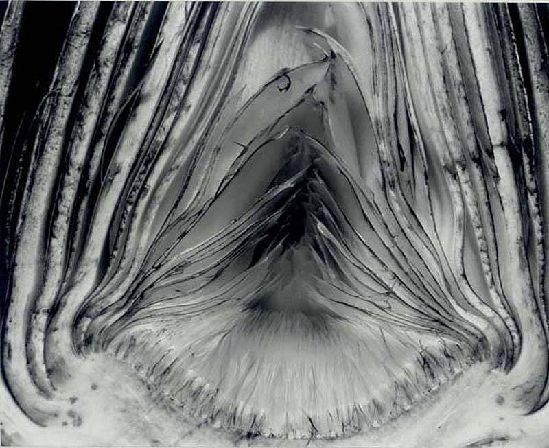 Edward Weston, Artichoke, Halved, 1930
Silver Gelatin Print, 7 2/5 x 9 3/10 inches