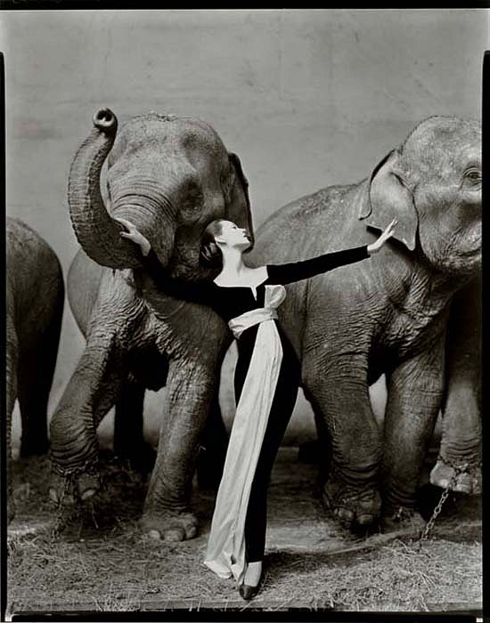 Richard Avedon, Dovima with Elephants, Evening Dress by Dior, Cirque d'Hiver, Paris, 1955
Silver Gelatin Print, 10 x 8 inches