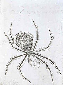 Louise Bourgeois -&nbsp;Louise Bourgeois Spider