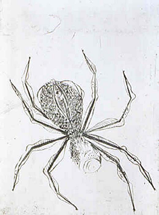 Louise Bourgeois, Spider, 1995
Drypoint Etching, 21 1/4 x 15 7/8 inches
