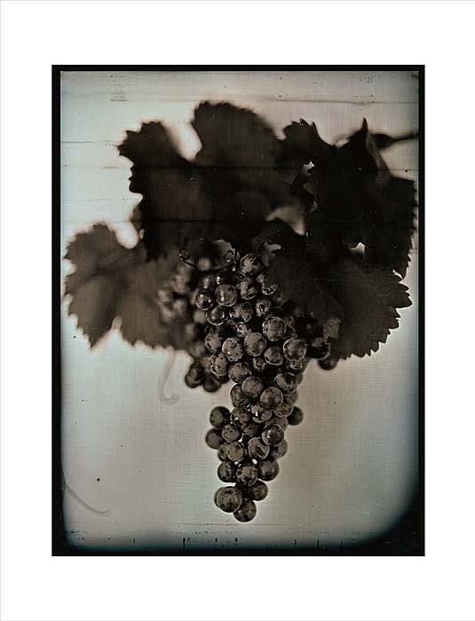 Chuck Close, Red Wine Grapes 1, 2007
Archival Pigment Print, 30 x 23 inches