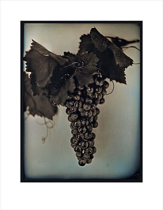 Chuck Close, Red Wine Grapes 2, 2007
Archival Pigment Print, 29 1/2 x 22 3/4 inches