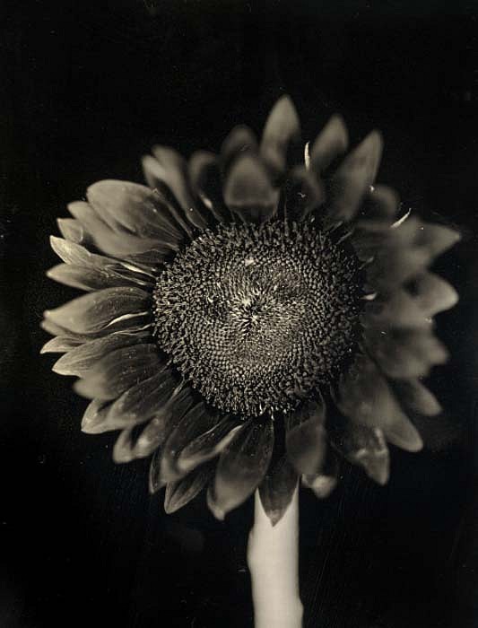 Chuck Close, Sunflower, 2006
Archival Pigment Print, 32 x 26 inches