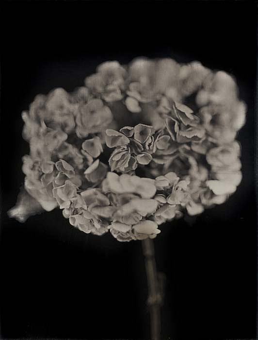 Chuck Close, Hydrangea, 2006
Archival Pigment Print, 32 x 26 inches