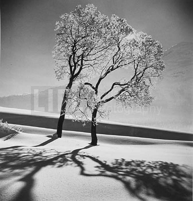 Alfred Eisenstaedt, Trees in Snow, 1947
Silver Gelatin Print, 20 x 16 inches