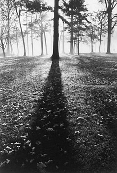 Alfred Eisenstaedt -&nbsp;Alfred Eisenstaedt Shadows in the Forest, Autumn, White Sulphur Springs, West Virginia