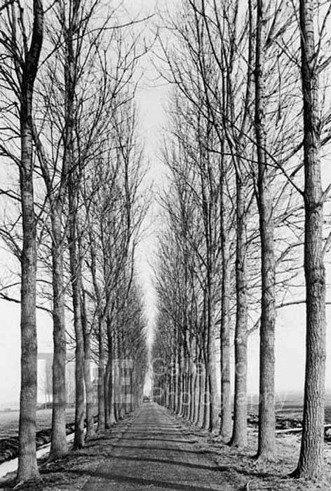 Alfred Eisenstaedt, Tree Lined Road, Delft, Holland, 1978
Silver Gelatin Print, 20 x 16 inches