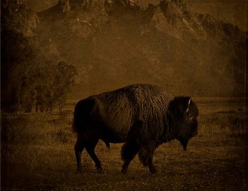 Jack Spencer - Jack Spencer Buffalo/Tetons, Wyoming
