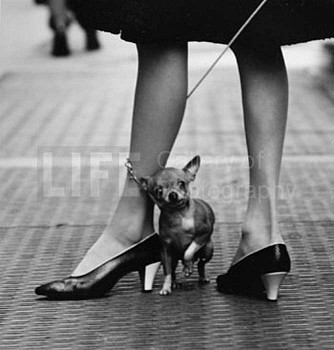 Yale Joel - Yale Joel Chihuahua and Pappagallo Shoes