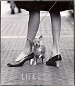 Yale Joel, Papagallo Shoes
1961, Vintage Silver Gelatin Print