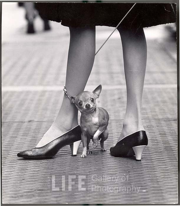 Yale Joel, Papagallo Shoes, 1961
Vintage Silver Gelatin Print, 11 1/2 x 10 1/8 inches