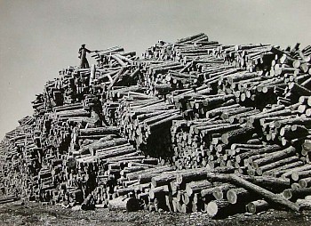 Margaret Bourke-White -&nbsp;Margaret Bourke-White Worker on Top of Pine Log Pile