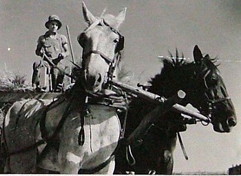 Margaret Bourke-White -&nbsp;Margaret Bourke-White Young Farm Boy Driving Ream of Horses Pulling Wagon