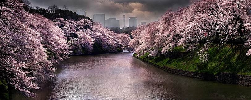 David Drebin, Pink Spring, 2015
Digital C Print, 30 x 72 inches