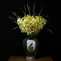 T.M. Glass, Narcissus in a Green Falcon Vessel
2018, Archival Pigment Print Mounted on Dibond