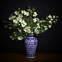 T.M. Glass, White Hawthorne and White Shrub Rose in a Blue and White Chinese Vessel
2018, Archival Pigment Print Mounted on Dibond