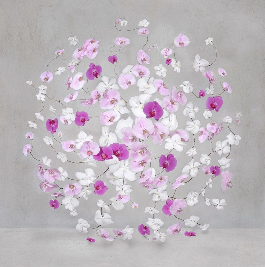 Isabelle van Zeijl, Infinite Amarnth, 2024
Dye Sublimation Aluminum with White Frame, 42 x 42 in.